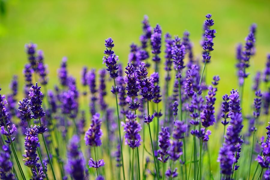 english-lavender-lavandula-angustifolia-garden-design_11716